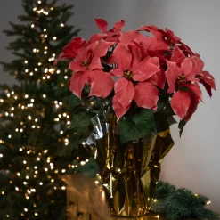 20" Dark Pink Artificial Christmas Poinsettia With Gold Wrapped Base