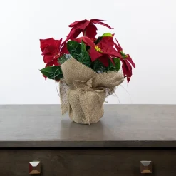 13.5" Red Poinsettia With Pine Cones Artificial Christmas Floral Arrangement